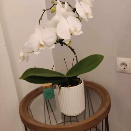 Inna Luxury In The Center 公寓